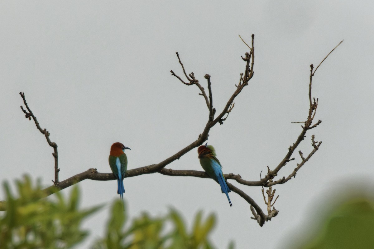 Rufous-crowned Bee-eater - Subra Ramakrishnan