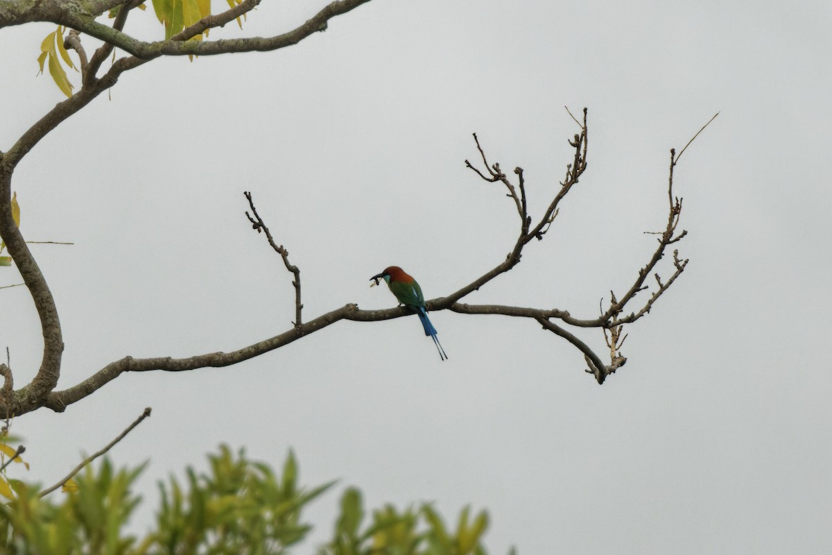 Rufous-crowned Bee-eater - ML426549281