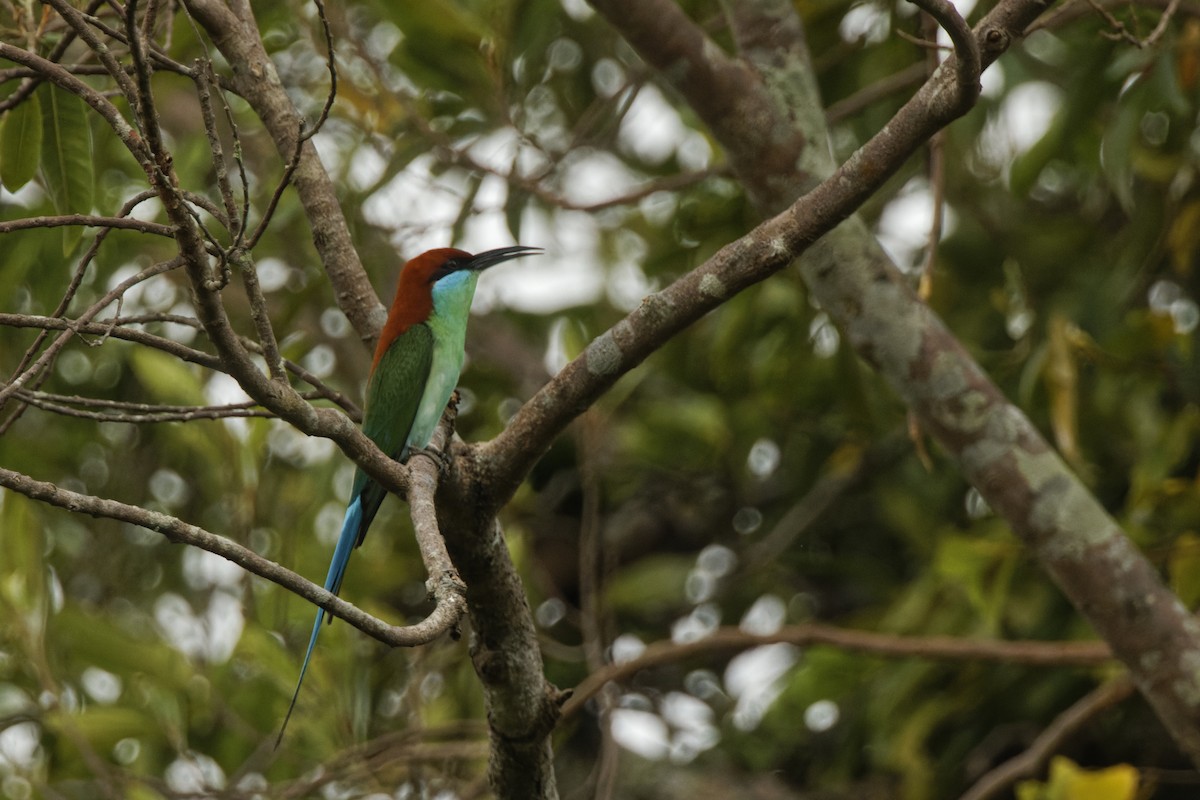 Rufous-crowned Bee-eater - Subra Ramakrishnan