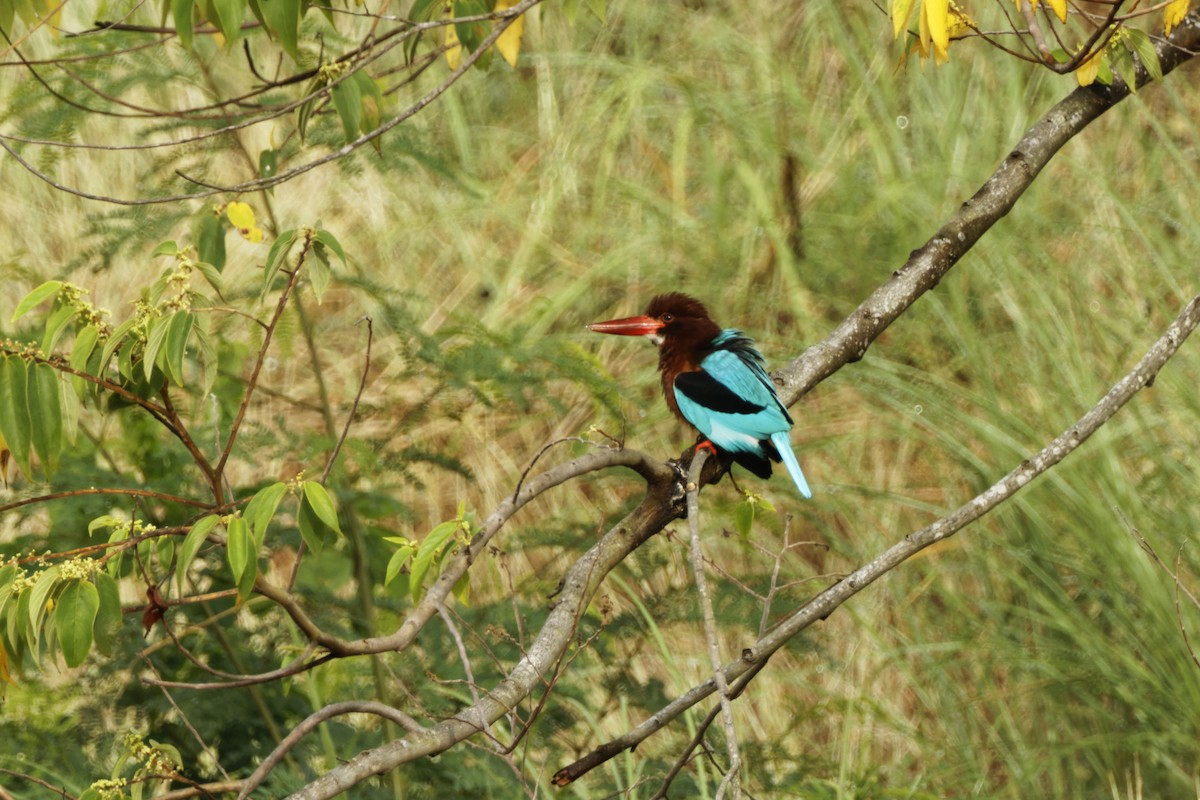 Brown-breasted Kingfisher - ML426549831