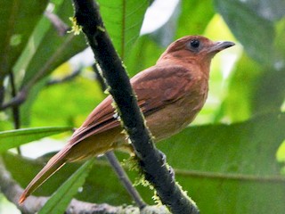  - Rufous Piha