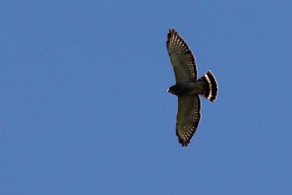 Broad-winged Hawk - ML42655441
