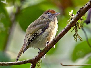  - Tawny-crowned Greenlet