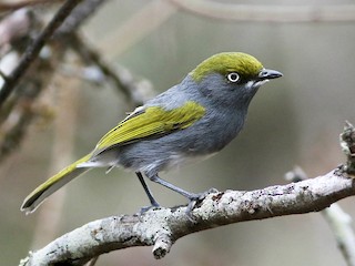  - Slaty Vireo