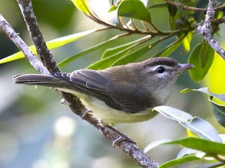  - Brown-capped Vireo
