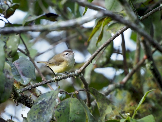  - Brown-capped Vireo - 