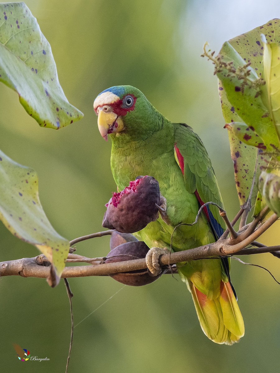 White-fronted Parrot - ML426563951