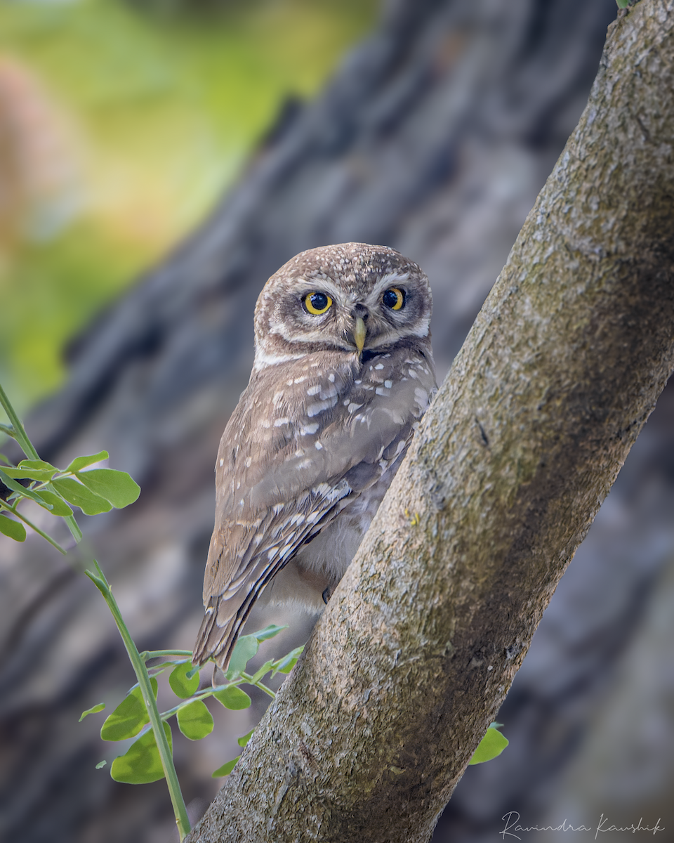 Spotted Owlet - ML426567011