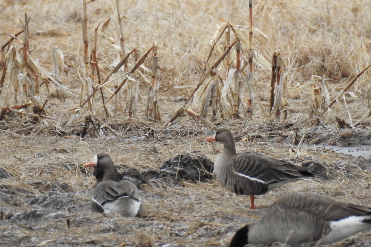 Greater White-fronted Goose - Dan Belter