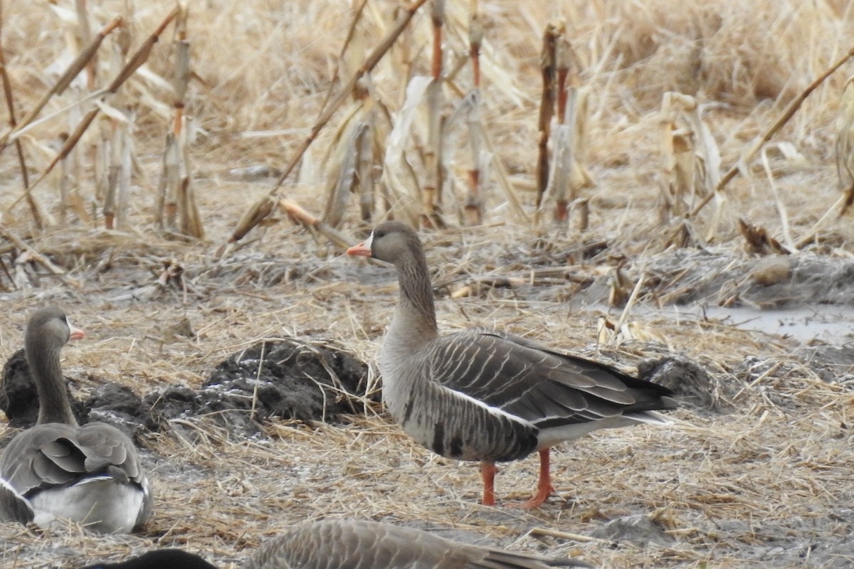 Greater White-fronted Goose - ML426568271
