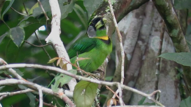 Fire-tufted Barbet - ML426569711