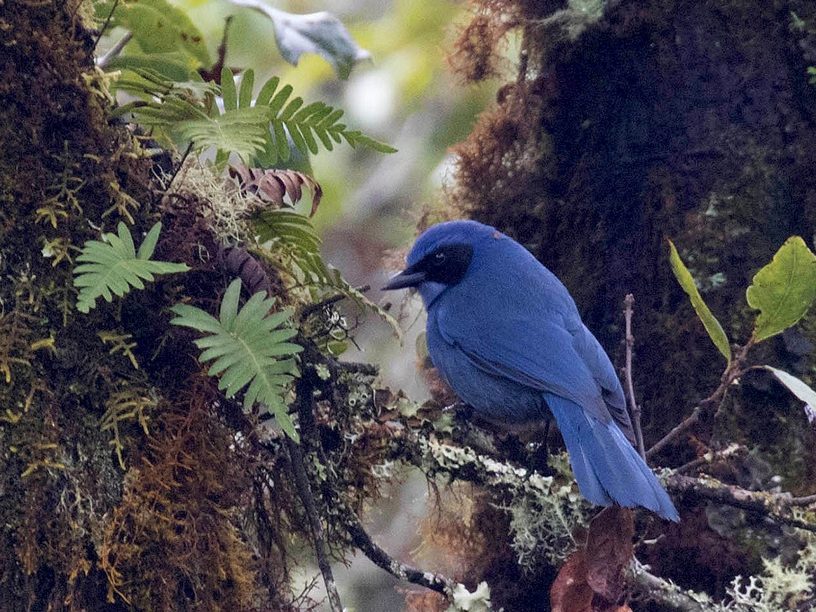 Dwarf Jay - Ryan Shaw