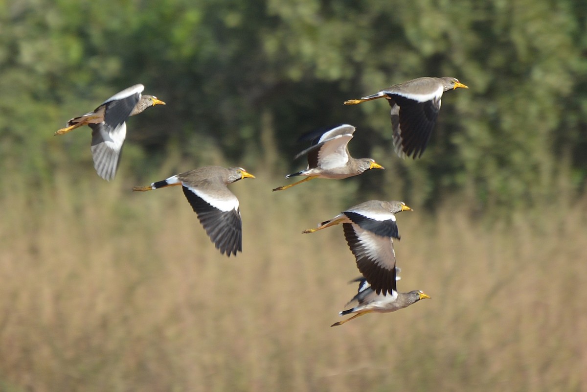 Wattled Lapwing - Henry Cook