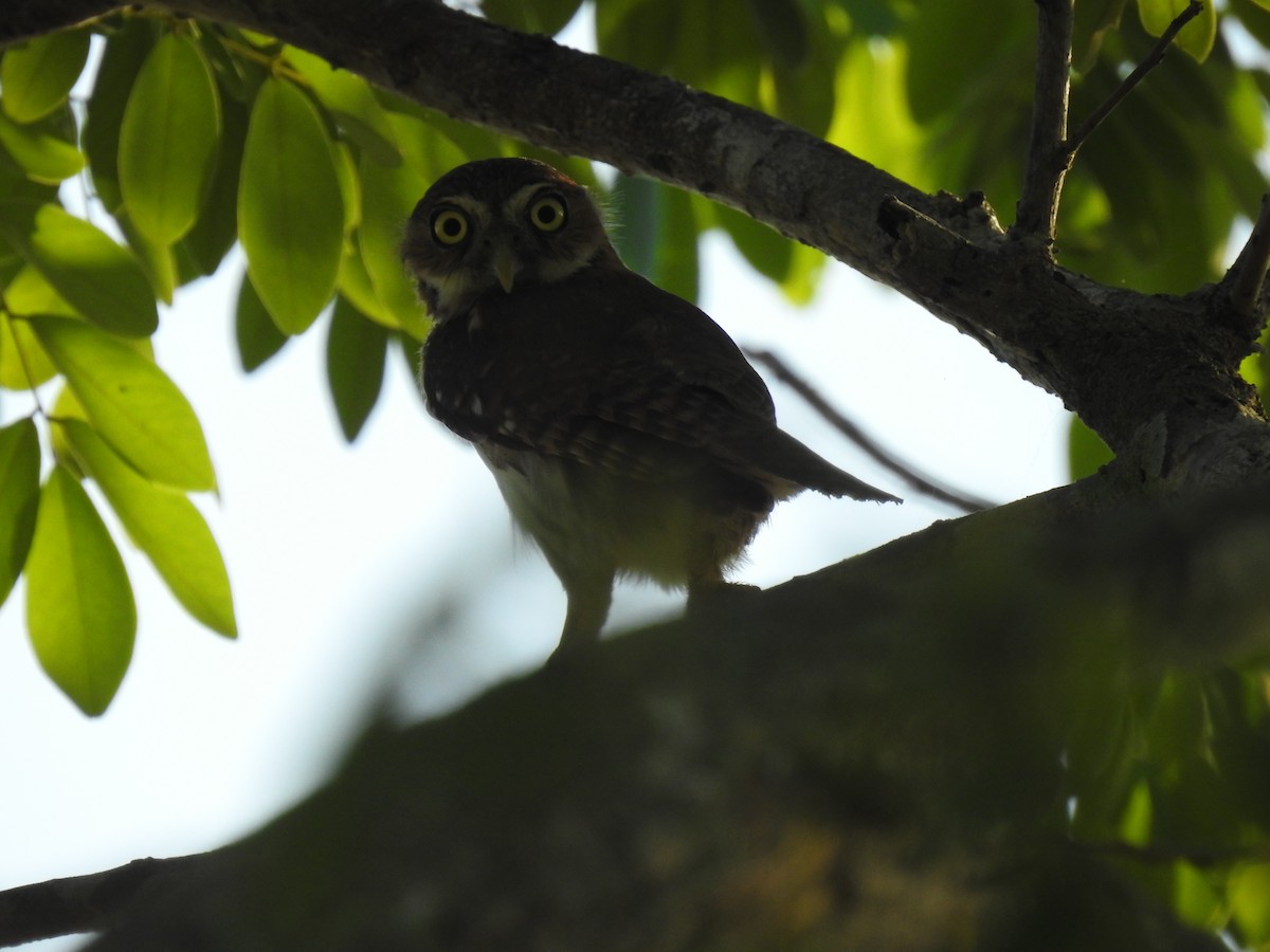 Ferruginous Pygmy-Owl - ML426578371