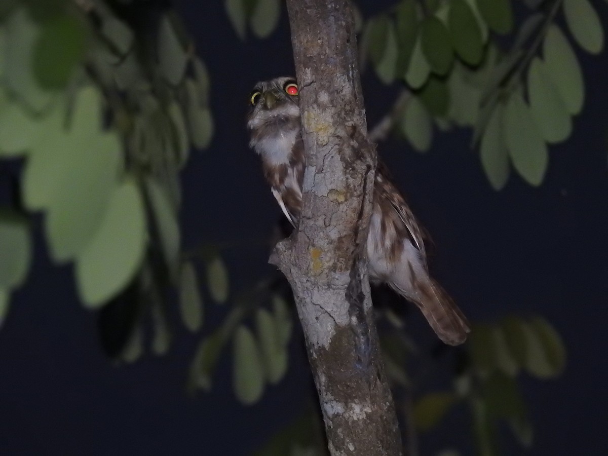 Ferruginous Pygmy-Owl - ML426581871