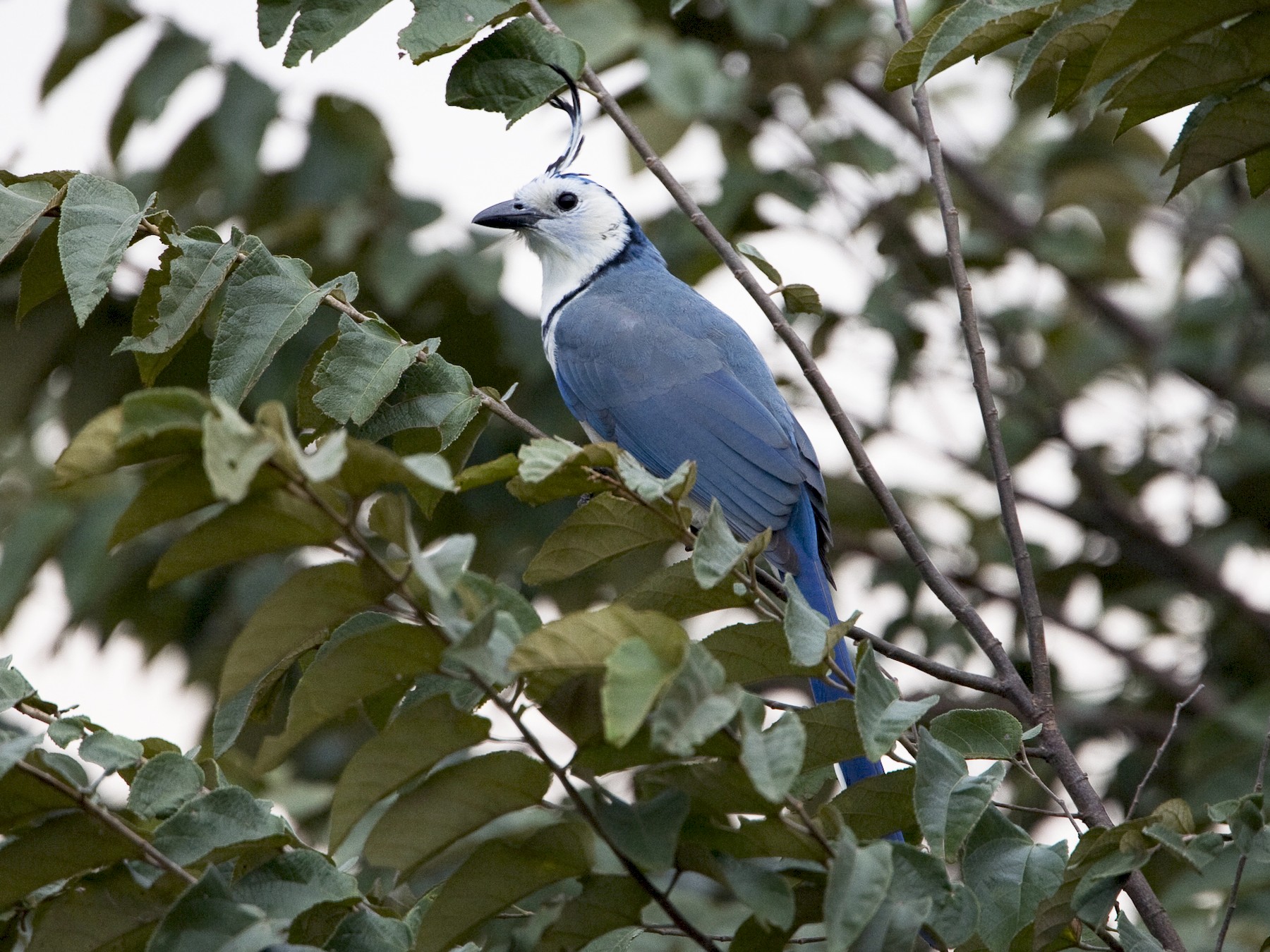 カンムリサンジャク Ebird