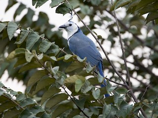  - White-throated Magpie-Jay