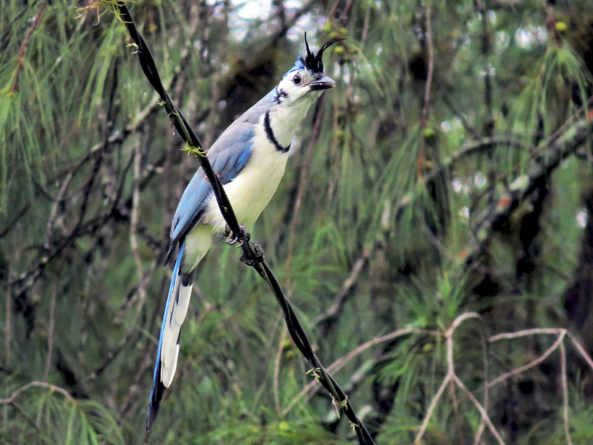 カンムリサンジャク Ebird