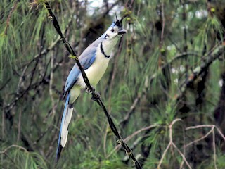  - White-throated Magpie-Jay