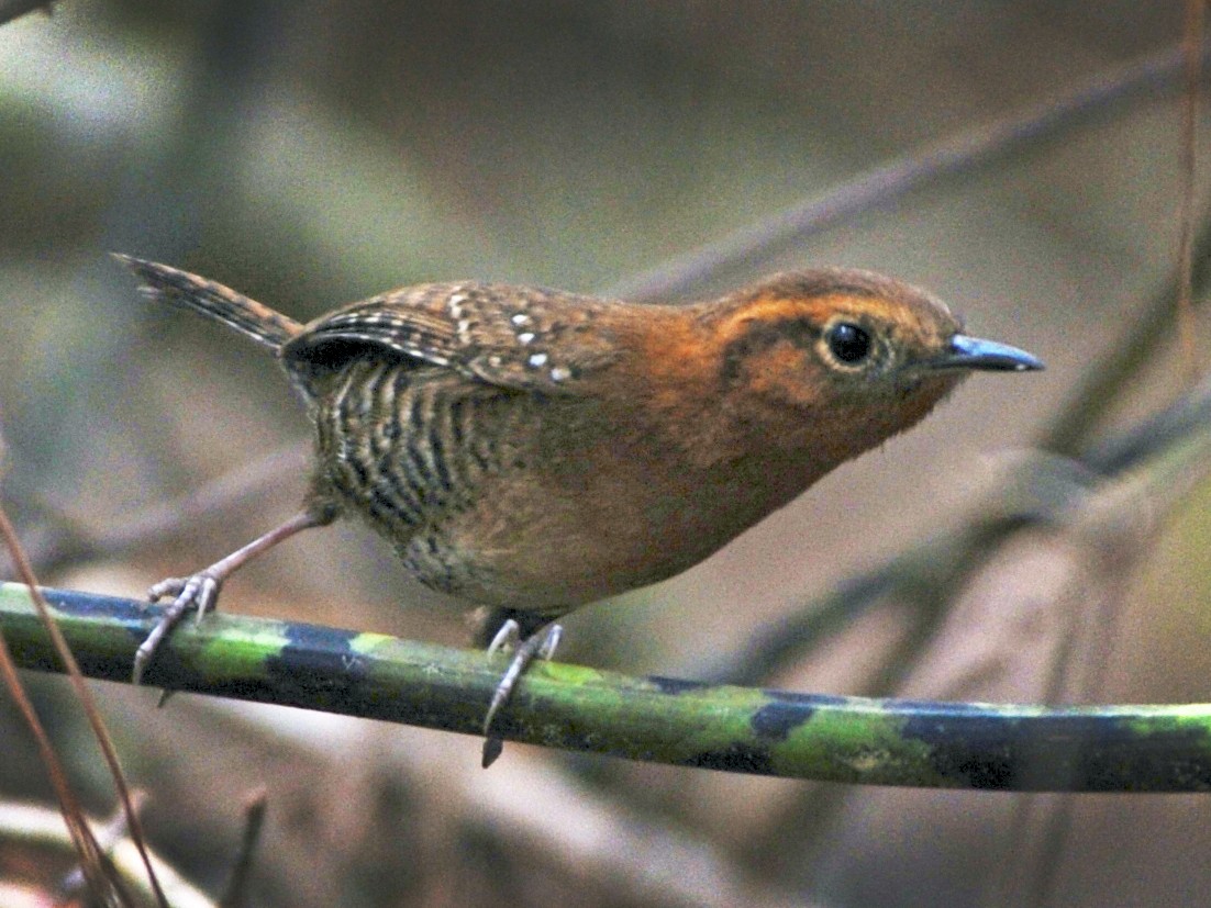 Rufous-browed Wren - Alan Van Norman