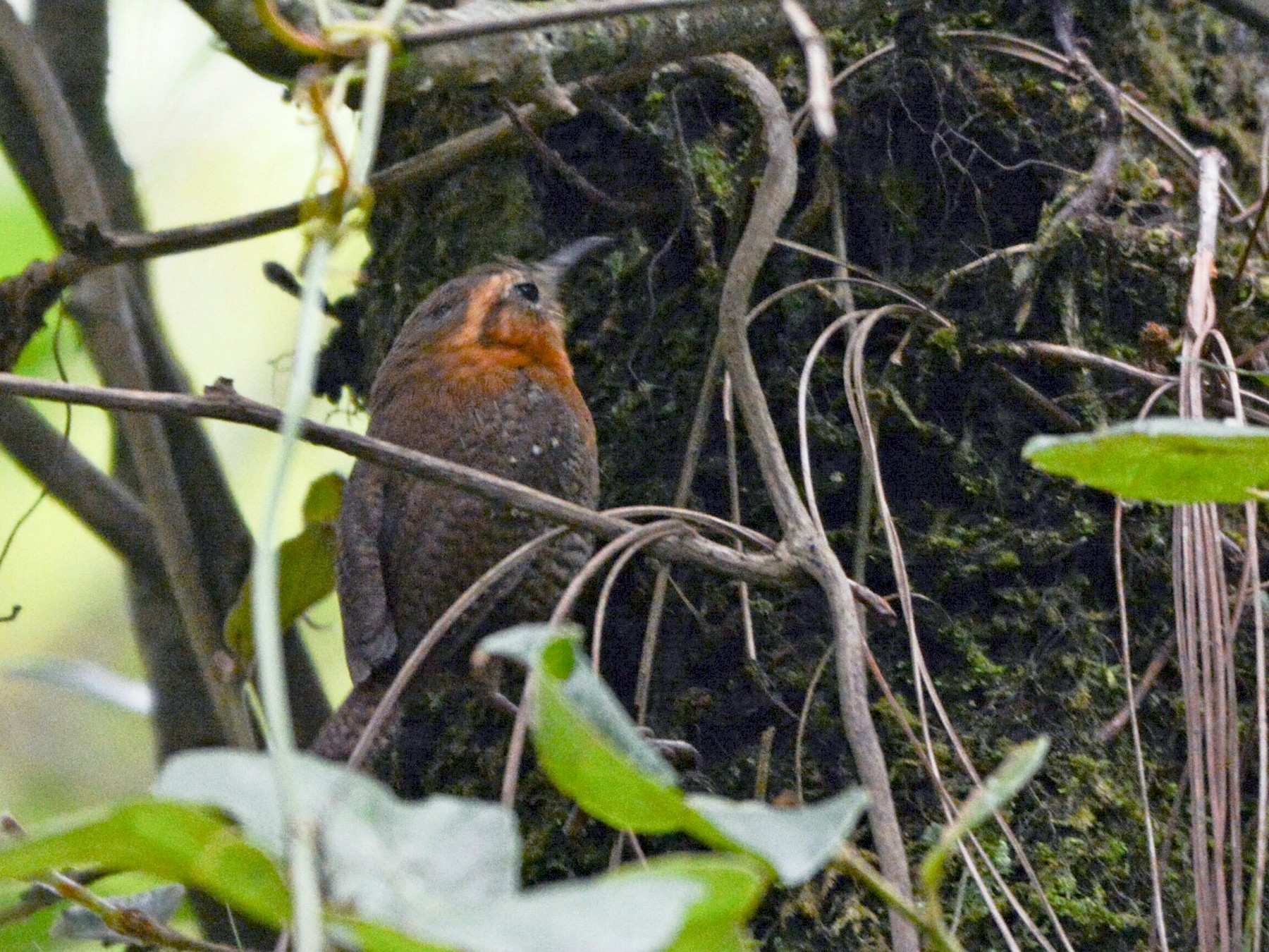 Rufous-browed Wren - Maria Jose Lou