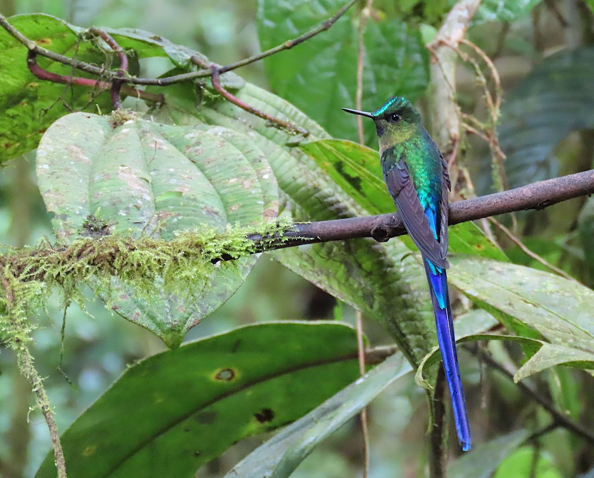 Violet-tailed Sylph - ML426589871