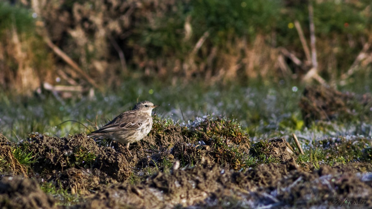 Water Pipit - ML426590831