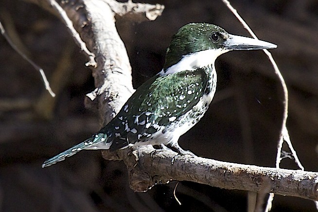 Green Kingfisher - robert bowker