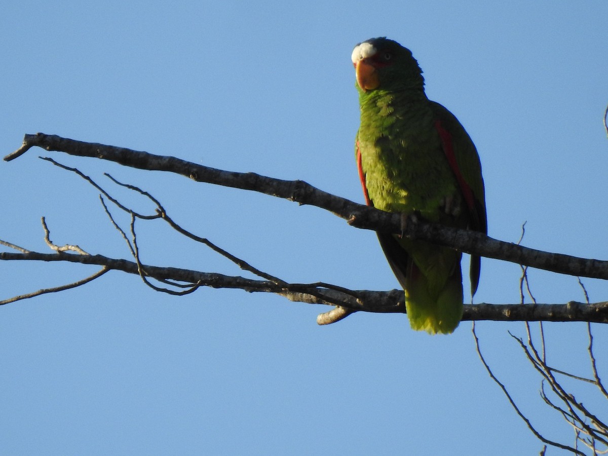 White-fronted Parrot - ML426592641