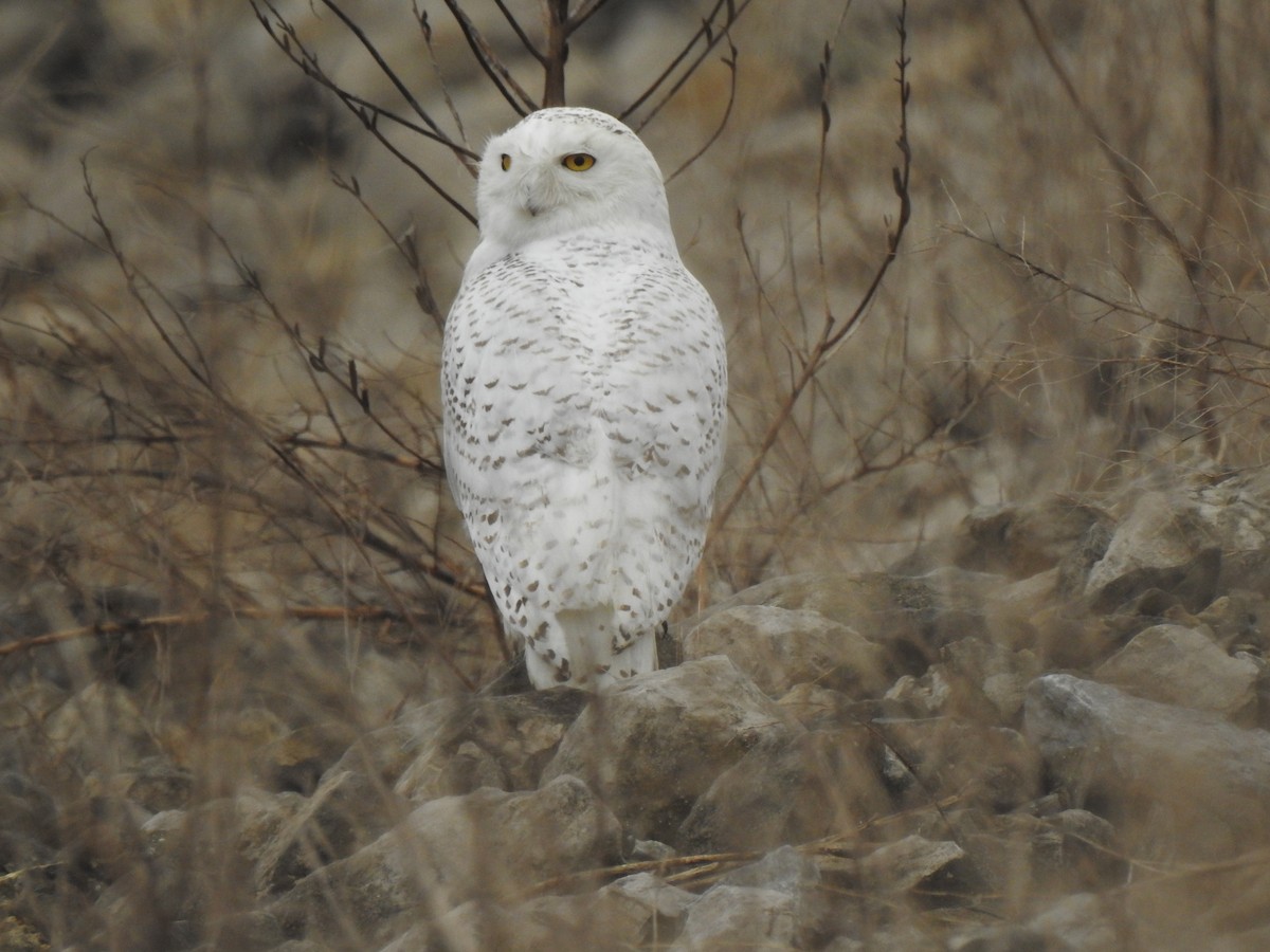 Snowy Owl - ML426593001