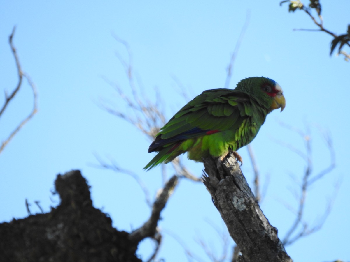 White-fronted Parrot - ML426593171