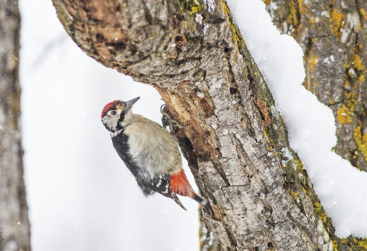 Himalayan Woodpecker - ML426594191
