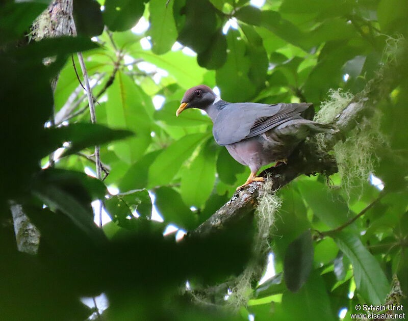 Band-tailed Pigeon - sylvain Uriot