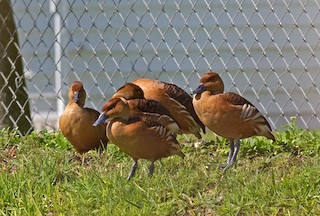 Fulvous Whistling-Duck, ML42659591
