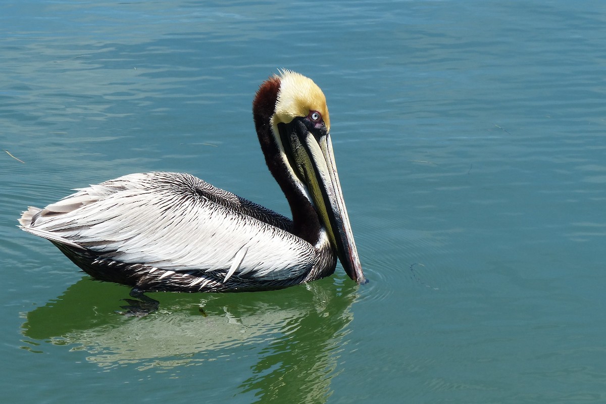Brown Pelican (Atlantic) - Jeremy Collison