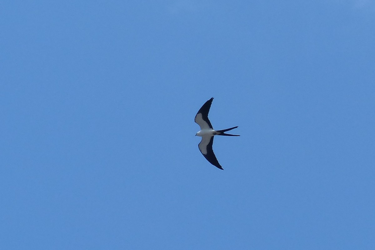 Swallow-tailed Kite - Jeremy Collison