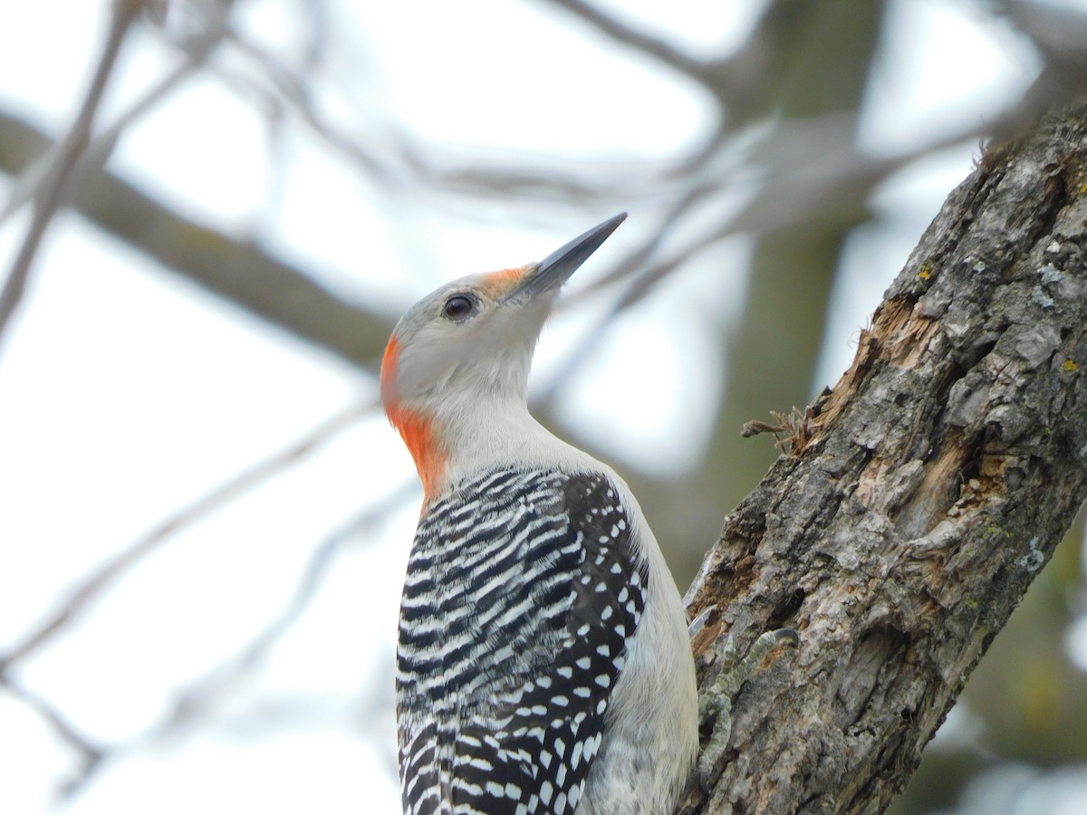 Red-bellied Woodpecker - ML426606031