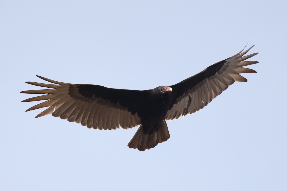 Turkey Vulture - ML426606961