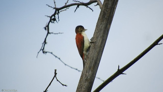 Scarlet-backed Woodpecker - ML426607681