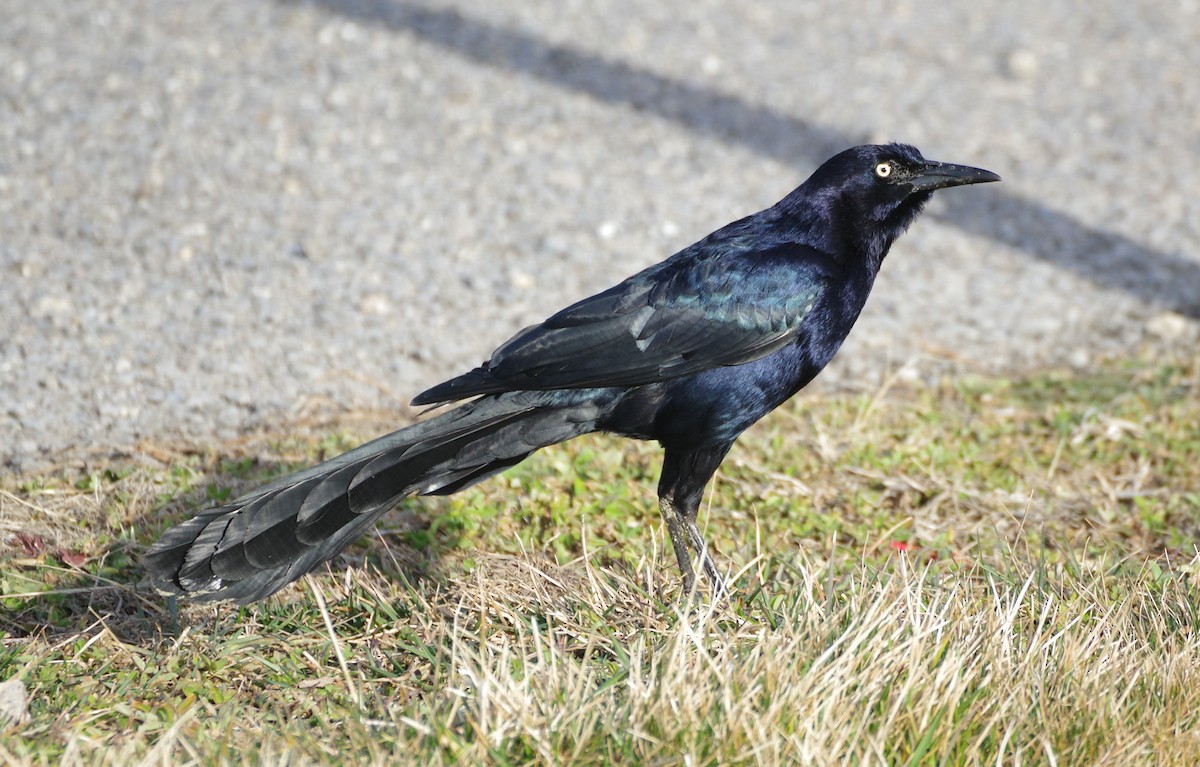 Great-tailed Grackle - Brenda Wright