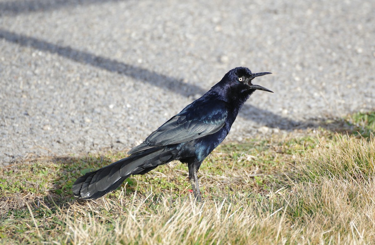 Great-tailed Grackle - ML426607961