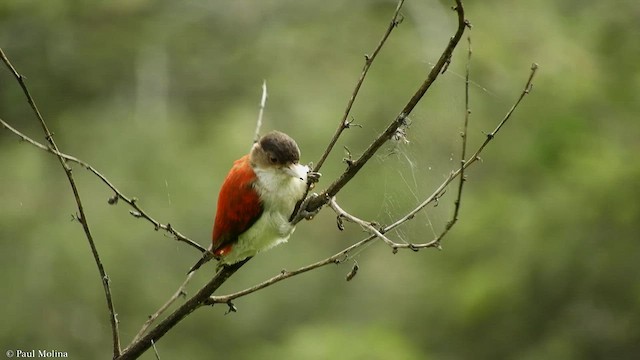 Scarlet-backed Woodpecker - ML426609431