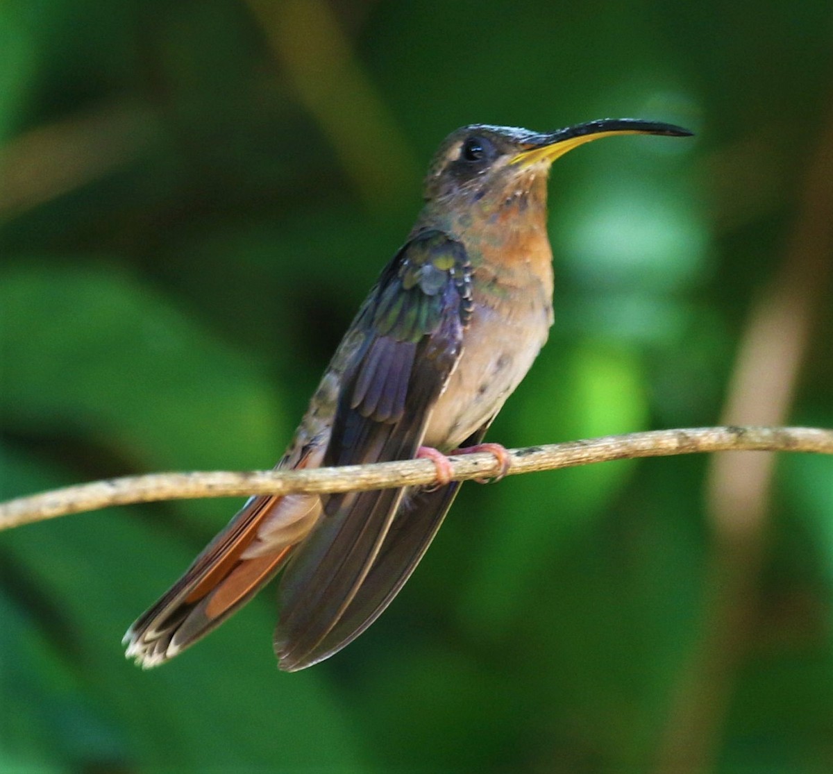 Rufous-breasted Hermit - ML426609801