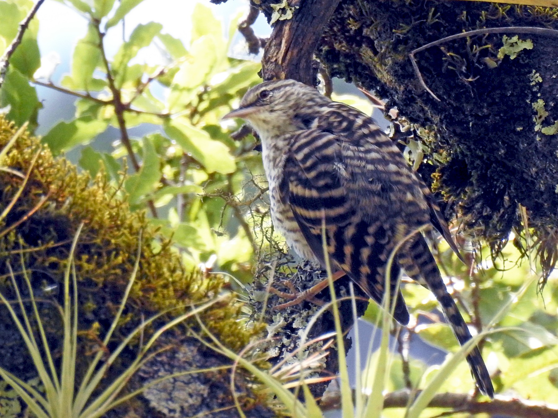 Matraca Barrada - eBird