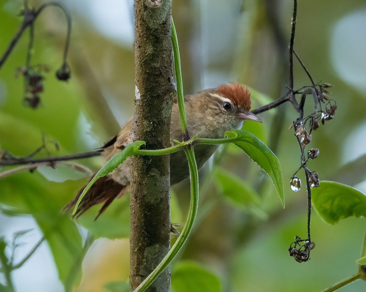 Line-cheeked Spinetail - ML426618161