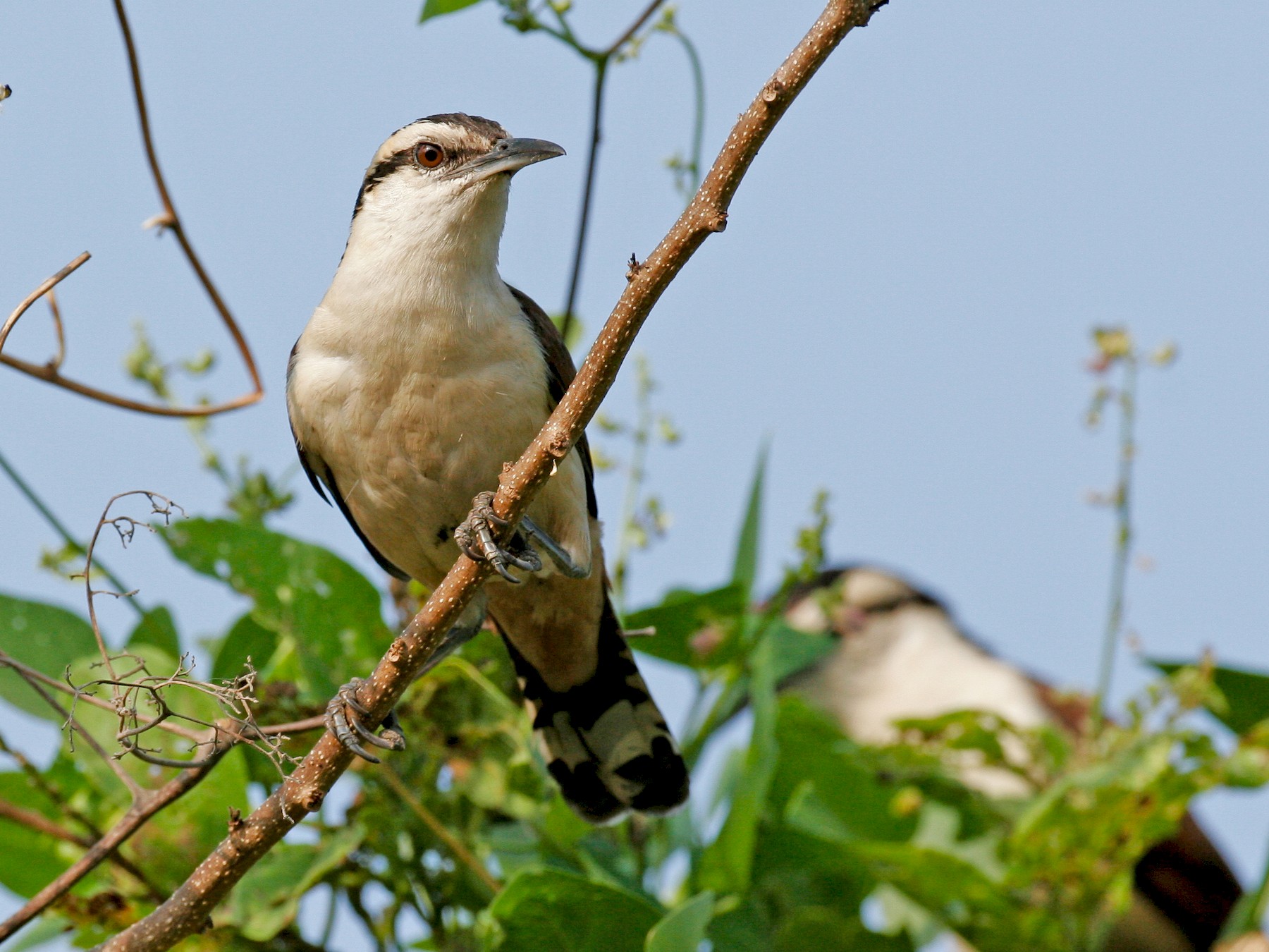 Giant Wren - Chris Wood