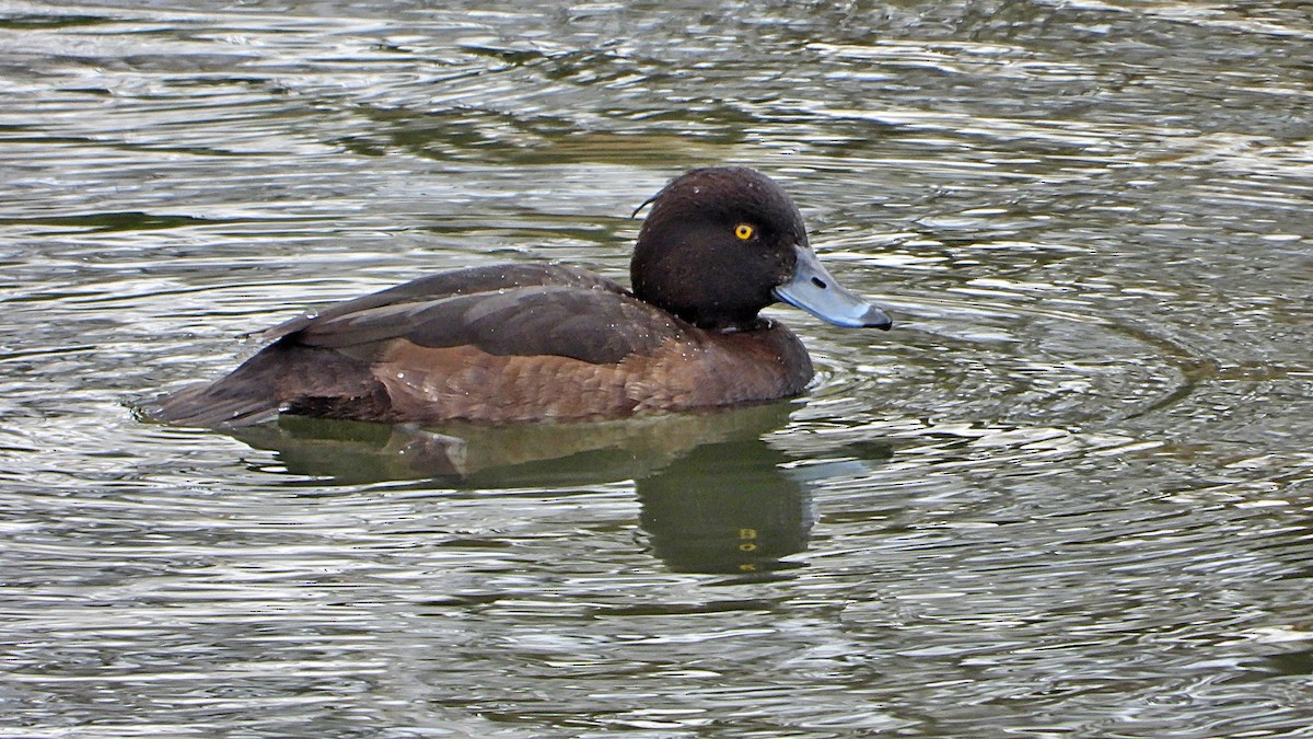 Tufted Duck - ML426619731