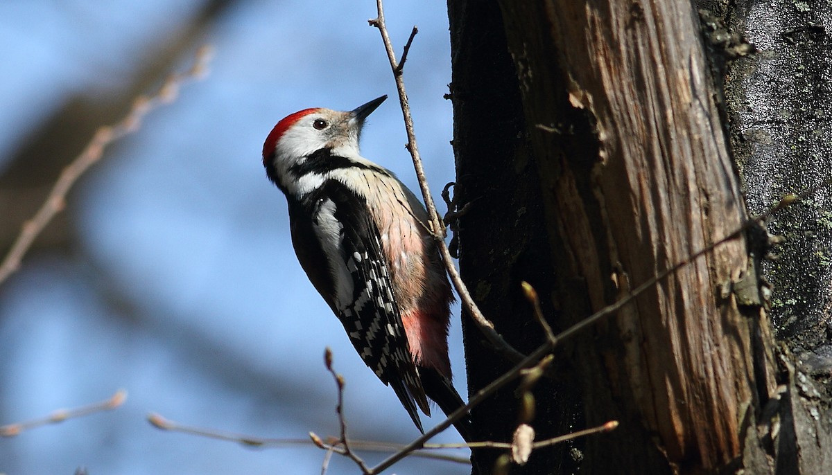 Middle Spotted Woodpecker - ML426620871