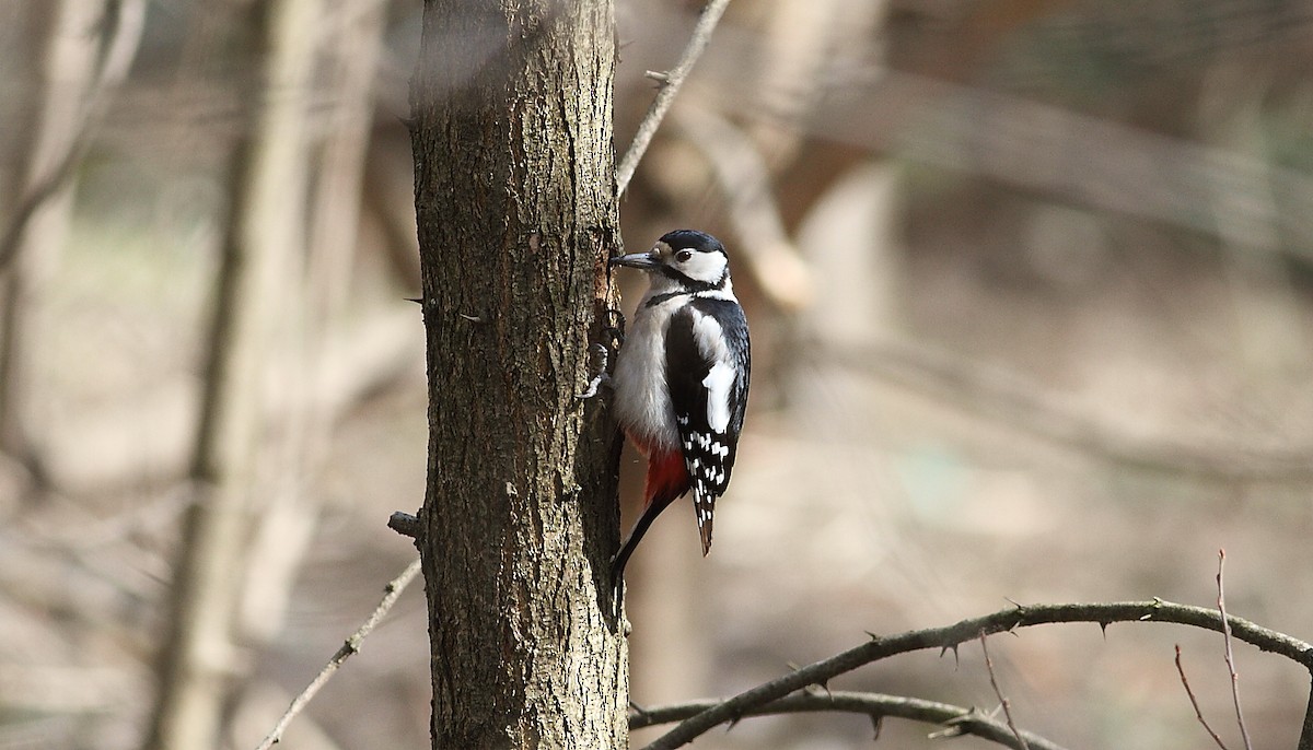 Great Spotted Woodpecker - ML426620911