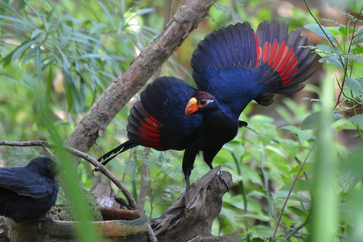 Violet Turaco - Henry Cook